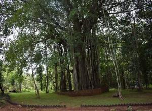huge banyan tree 
