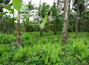 Mixed plantation crop of turmeric banana and coconuts