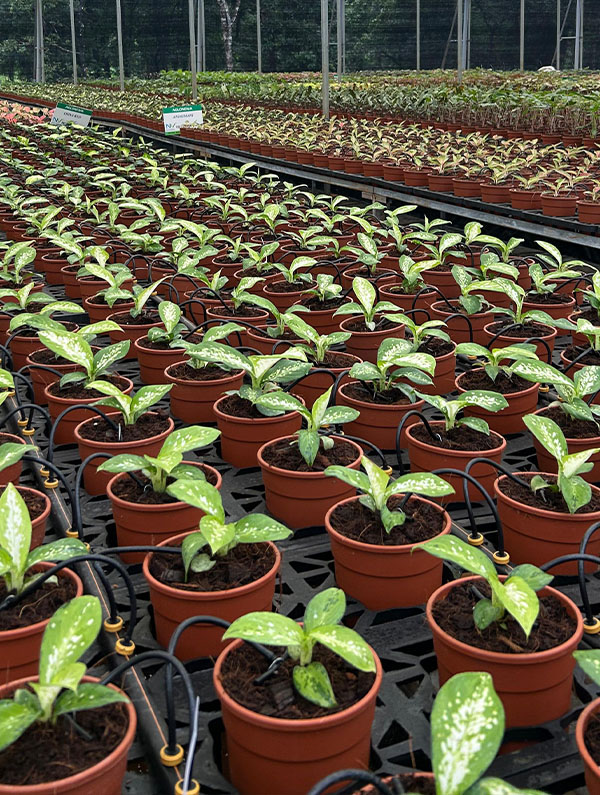 INV Plants & Nursery